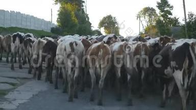 奶<strong>牛</strong>在村里的街道上行走。 <strong>一群牛</strong>。 背面视图
